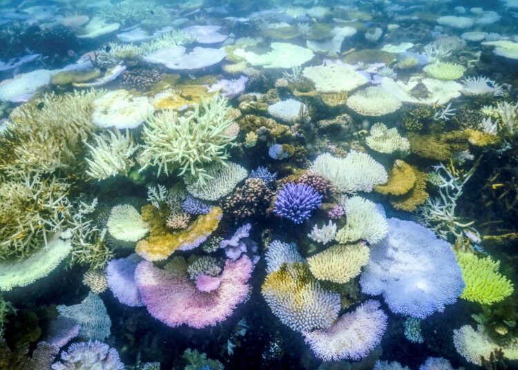 This underwater photo taken on April 5, 2024, shows bleached and dead coral around Lizard Island on the Great Barrier Reef, located 270 kilometres (167 miles) north of the city of Cairns. - Australia's famed Great Barrier Reef is teetering on the brink, suffering one of the most severe coral bleaching events on record -- the fifth in eight years -- and leaving scientists unsure about its survival. (Photo by DAVID GRAY / AFP) / TO GO WITH AUSTRALIA-CLIMATE-CONVERSATION-REEF BY LAURA CHUNG - To go with Australia-Climate-Conversation-Reef by Laura CHUNG